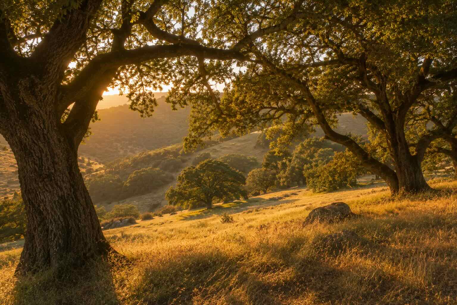 A quiet oak grove with warm afternoon light