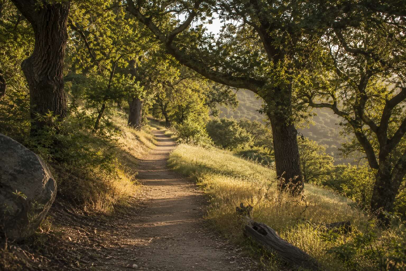 A quiet family trail through California oak woodland
