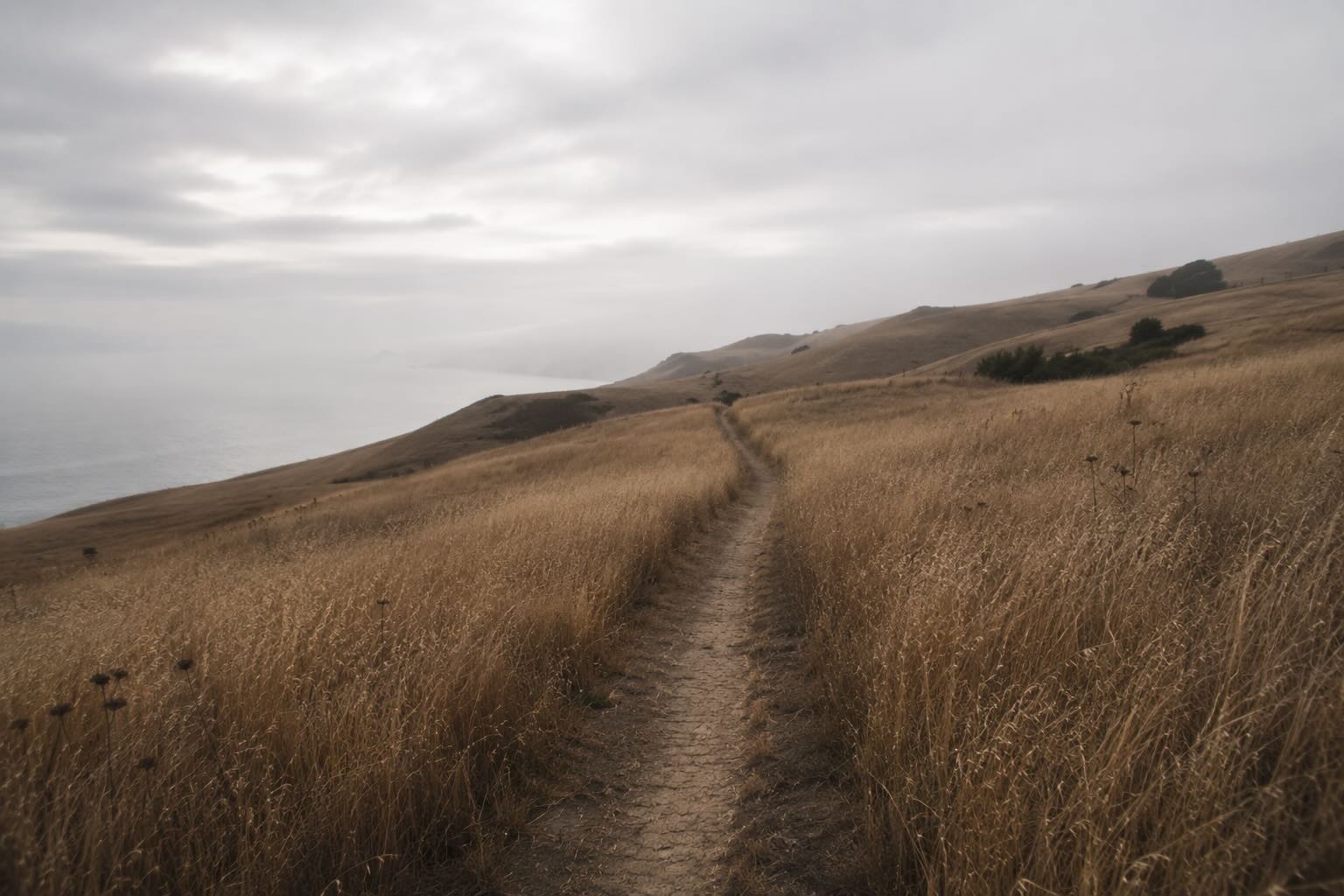 A solitary path through tall dry grass on a California hillside