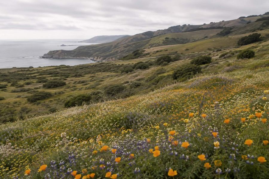 A field of California wildflowers on rolling hills