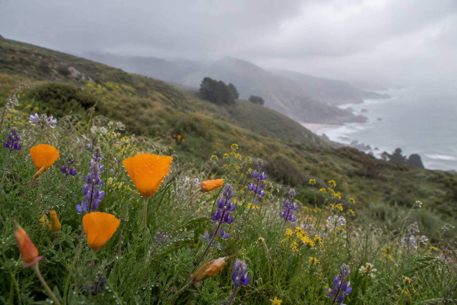 Wildflowers after rain on a California hillside