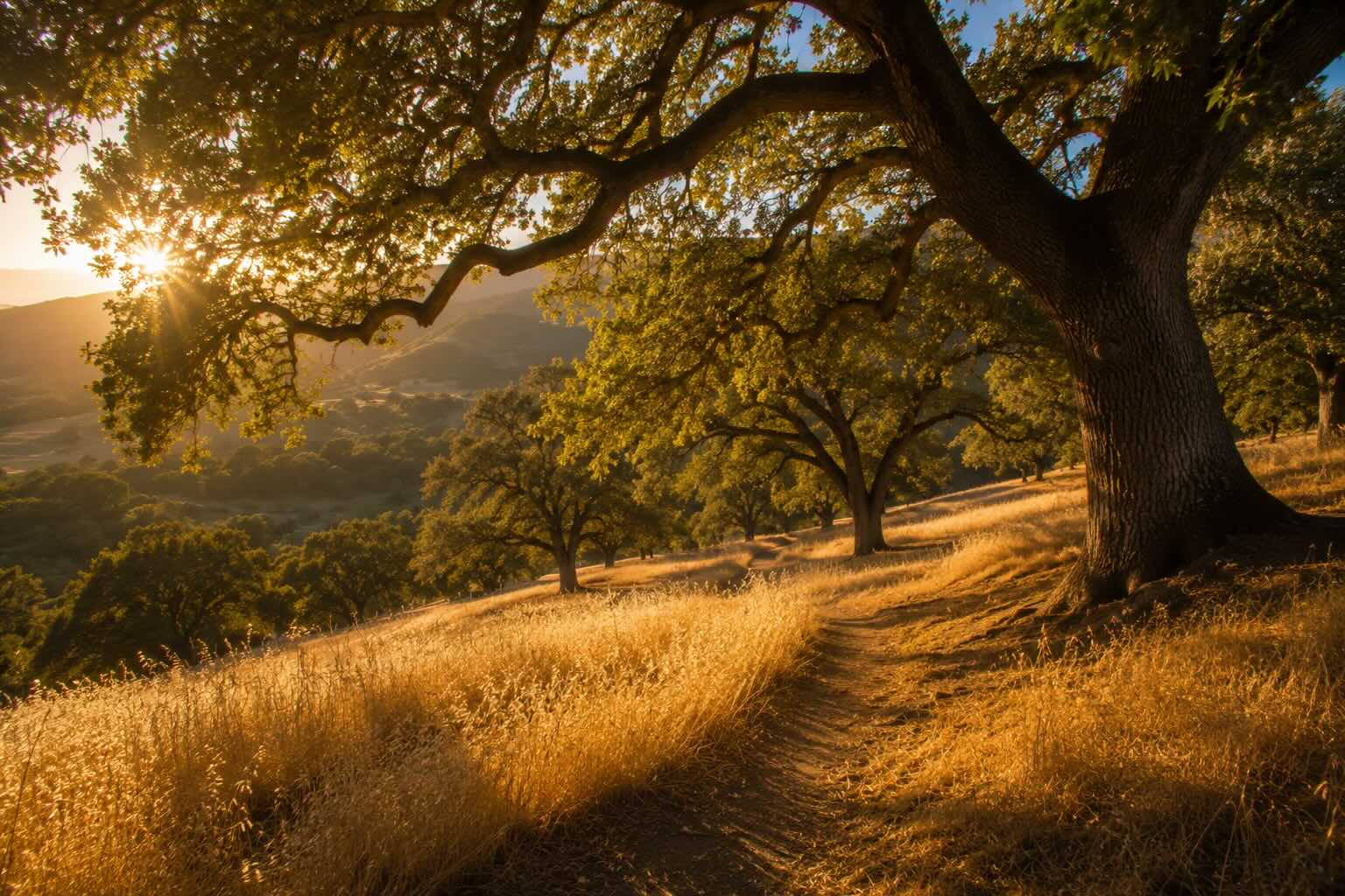 A quiet oak grove in golden afternoon light