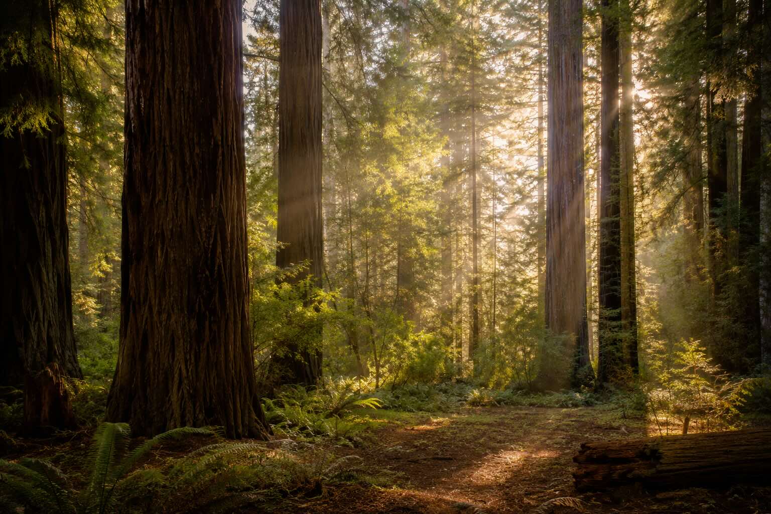 A quiet forest clearing with soft morning light