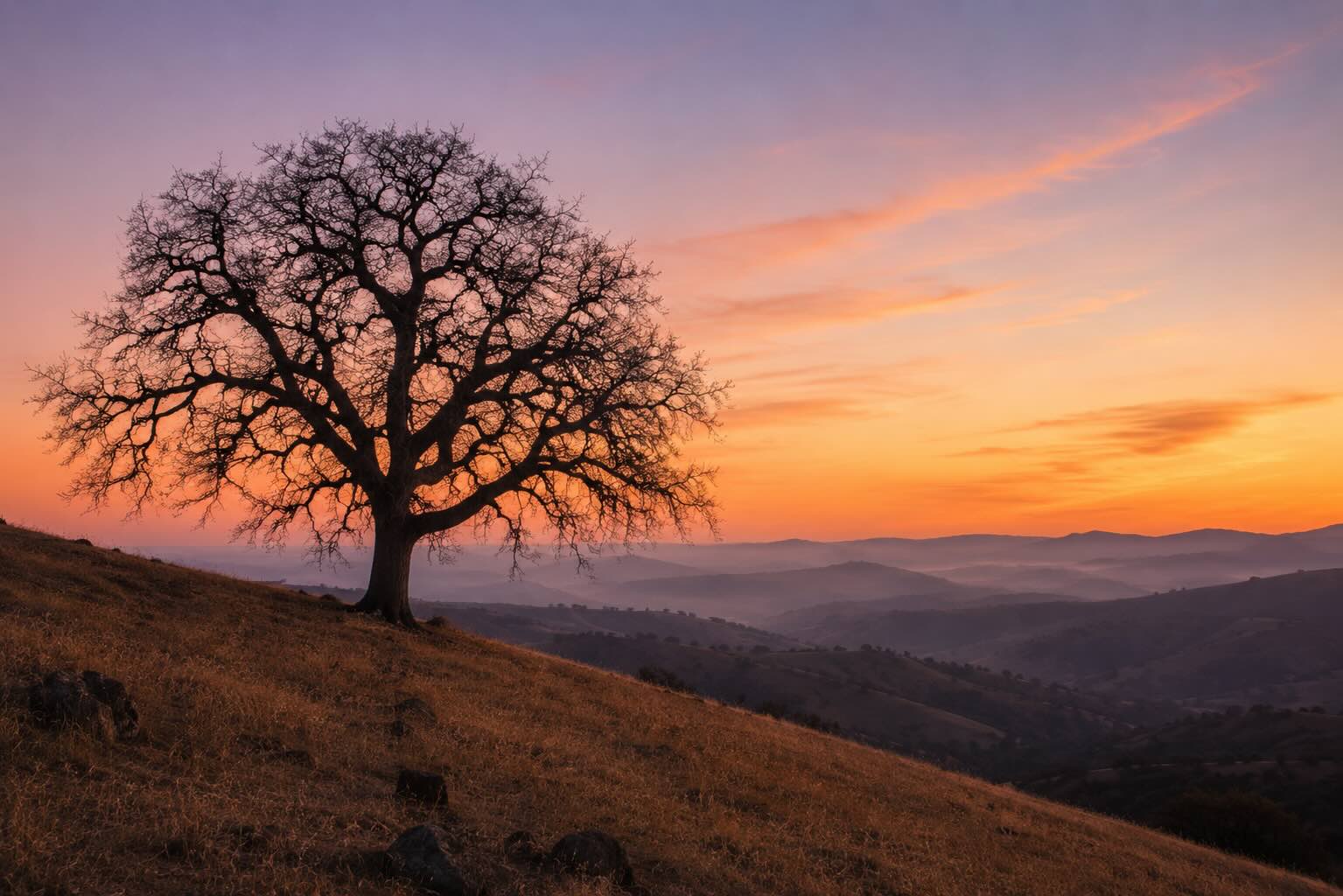 A single bare oak tree on a California hillside at dusk